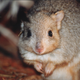 A burrowing bettong. They resemble a small kangaroo and were once the most widely distributed mammal on the Australian mainland.